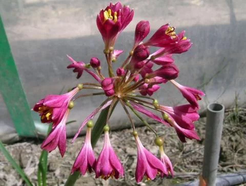 Calostemma purpurea