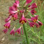 Calostemma purpurea — Calostemma