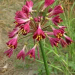 Calostemma purpurea — photo 2