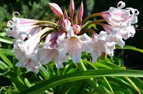 Crinum macowanni