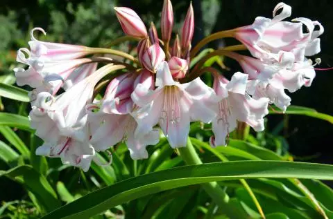 Crinum macowanni