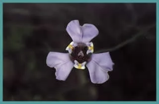Cypella cœlestis