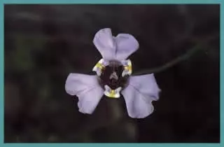 Cypella cœlestis