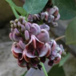 Apios americana (Glycine tubereuse)