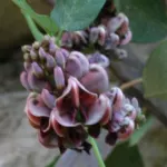 Apios americana (Glycine tubereuse)