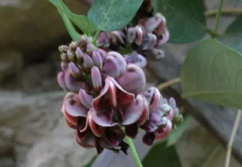 Apios americana (Glycine tubereuse)