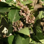 Apios americana (Glycine tubereuse) — Apios