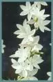 Hesperantha cucullata /100