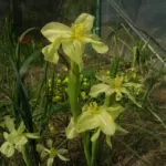Moraea cookii