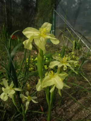 Moraea cookii