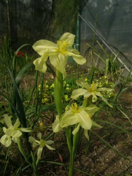 Moraea cookii