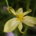 Moraea cookii — Moraea