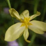 Moraea cookii — photo 2