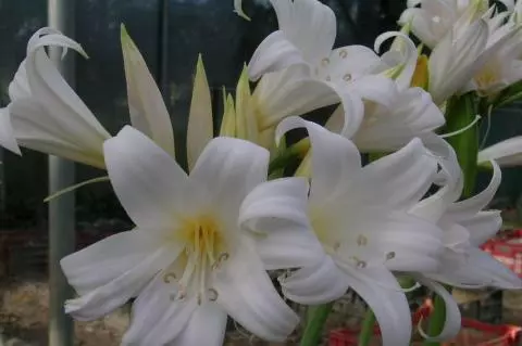 Amaryllis belladonna alba