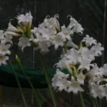 Amaryllis belladonna alba — photo 2