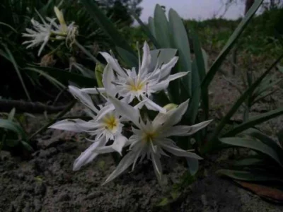 Pancratium illyricum (semis de 3 ans)