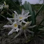 Pancratium illyricum (semis de 3 ans)