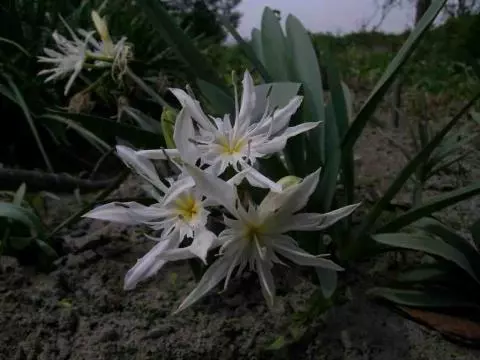 Pancratium illyricum (semis de 3 ans)