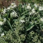 Pancratium illyricum (semis de 3 ans) — corsican