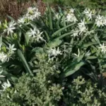 Pancratium illyricum (semis de 3 ans) — corsican