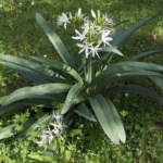 Pancratium illyricum (semis de 3 ans) — sea