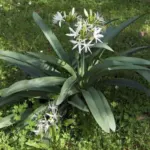 Pancratium illyricum (semis de 3 ans) — sea