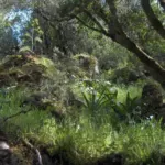 Pancratium illyricum (semis de 3 ans) — daffodill