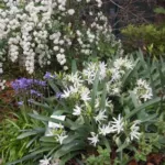 Pancratium illyricum (semis de 3 ans) — Lis de mer