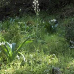 Pancratium illyricum (semis de 3 ans) — giglio del mare