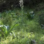 Pancratium illyricum (semis de 3 ans) — giglio del mare