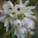 Ornithogalum arabicum