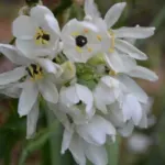 Ornithogalum arabicum