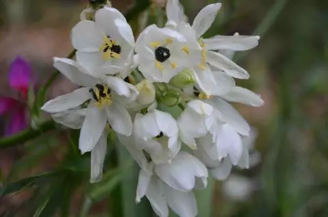 Ornithogalum arabicum