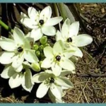 Ornithogalum arabicum — Ornithogalum
