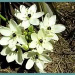 Ornithogalum arabicum — Ornithogalum