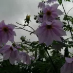 Dahlia imperialis