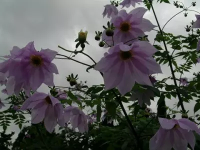 Dahlia imperialis