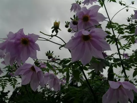 Dahlia imperialis