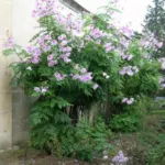 Dahlia imperialis — imperialis