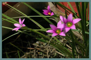 Romulea engleri