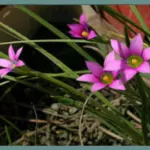 Romulea engleri