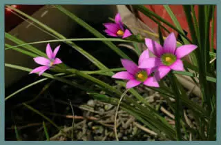 Romulea engleri