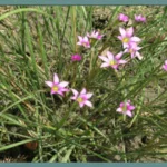 Romulea engleri — Romulea
