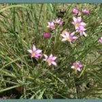 Romulea engleri — Romulea