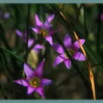 Romulea engleri — engleri