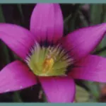 Romulea engleri — photo 4