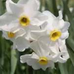 Narcissus medioluteus x (/100)