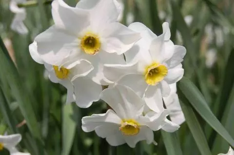 Narcissus medioluteus x (/100)