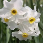 Narcissus medioluteus x (/100)