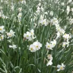 Narcissus medioluteus x (/100) — photo 2